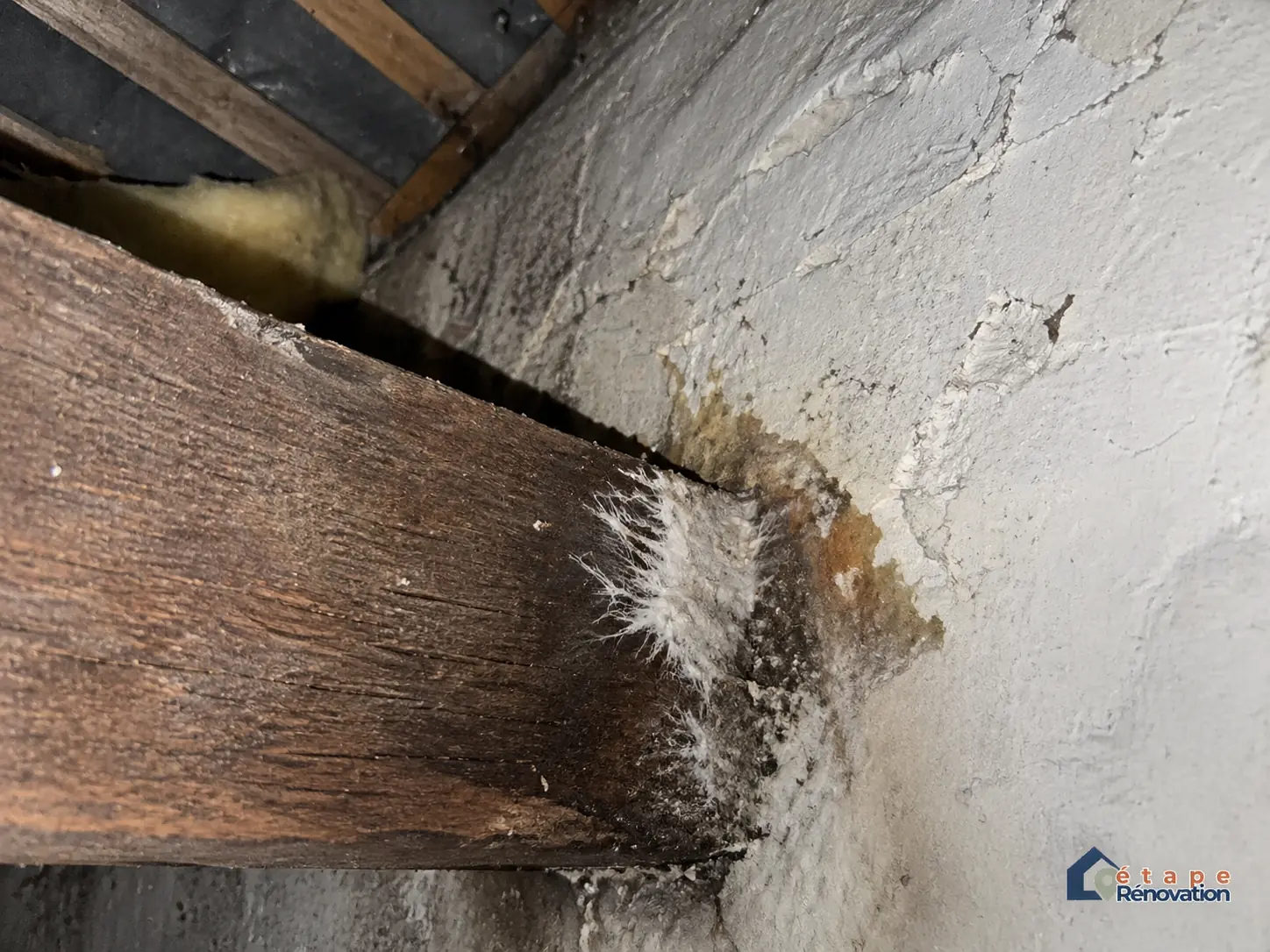 Suspicion de champignon lignivore sur bois humide près d’un mur